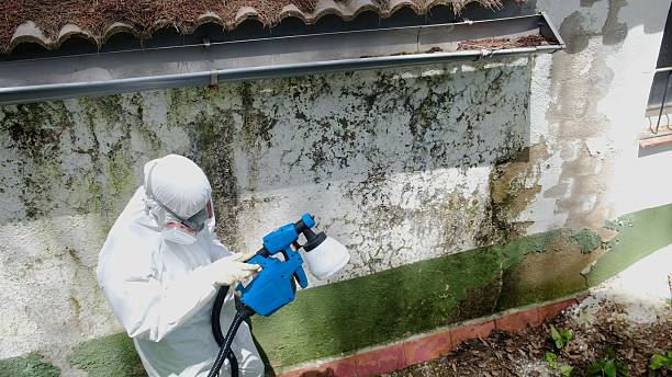 Trusted Mold Removal service in Mattawan, MI - Cheap Mold Removal